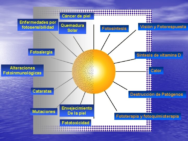 Cáncer de piel Enfermedades por fotosensibilidad Quemadura Solar Fotoalergia Visión y Fotorespuesta Síntesis de