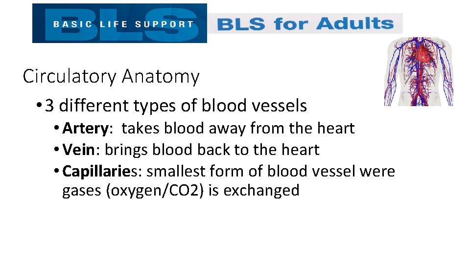 Circulatory Anatomy • 3 different types of blood vessels • Artery: takes blood away