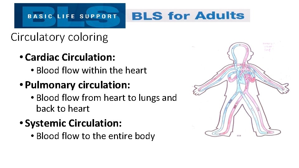 Circulatory coloring • Cardiac Circulation: • Blood flow within the heart • Pulmonary circulation: