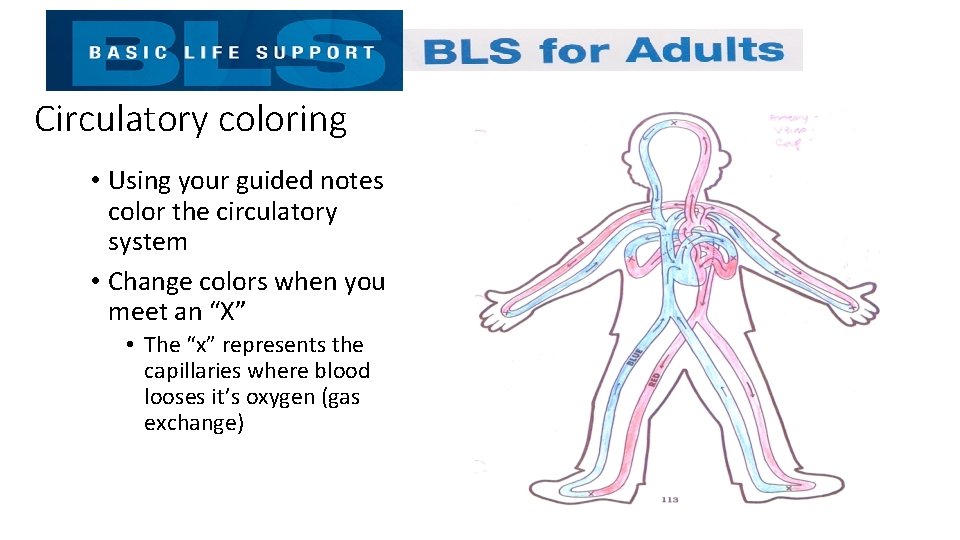 Circulatory coloring • Using your guided notes color the circulatory system • Change colors