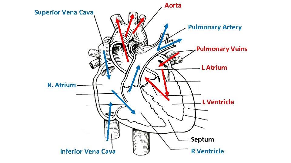 Superior Vena Cava Aorta Pulmonary Artery Pulmonary Veins L Atrium R. Atrium L Ventricle