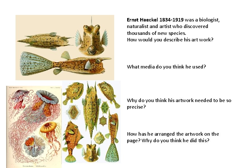 Ernst Haeckel 1834 -1919 was a biologist, naturalist and artist who discovered thousands of