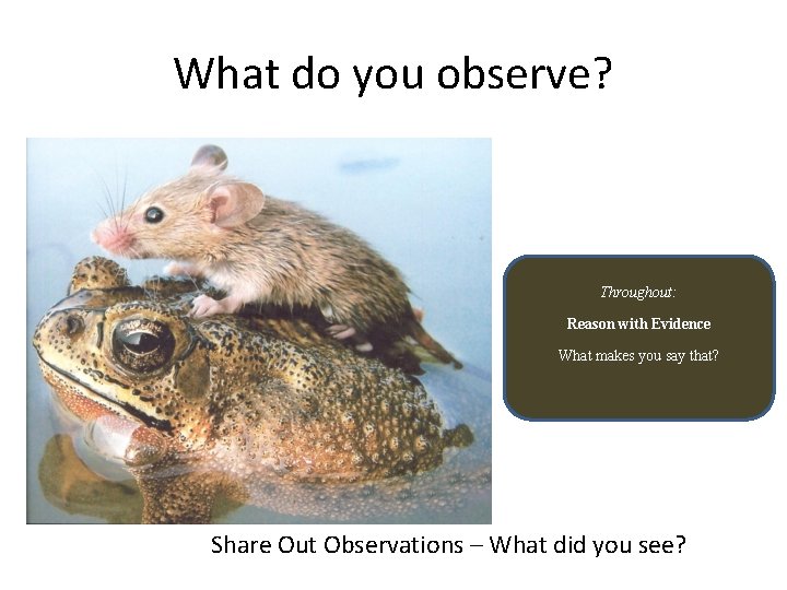 What do you observe? Throughout: Reason with Evidence What makes you say that? Share