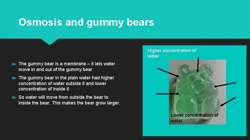 Osmosis and gummy bears Higher concentration of water The gummy bear is a membrane