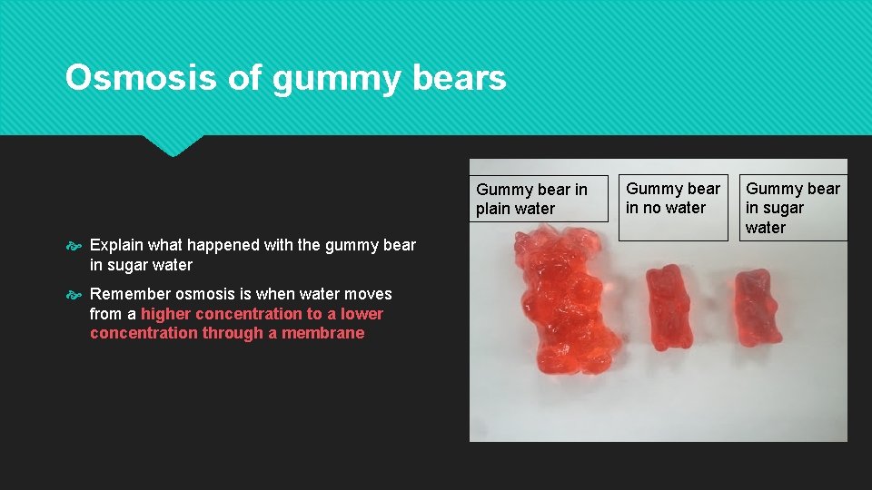Osmosis of gummy bears Gummy bear in plain water Explain what happened with the