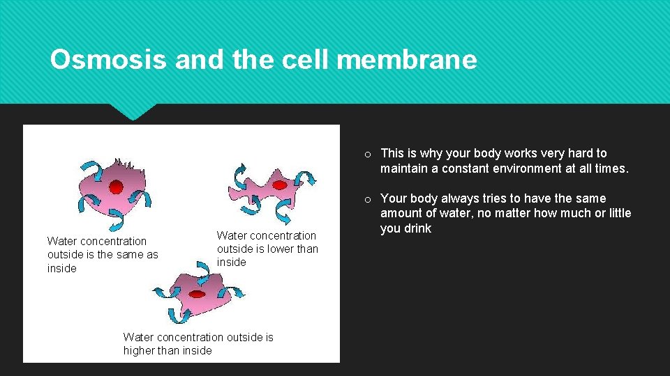Osmosis and the cell membrane o This is why your body works very hard