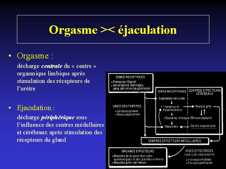 Orgasme >< éjaculation • Orgasme : décharge centrale du « centre » orgasmique limbique