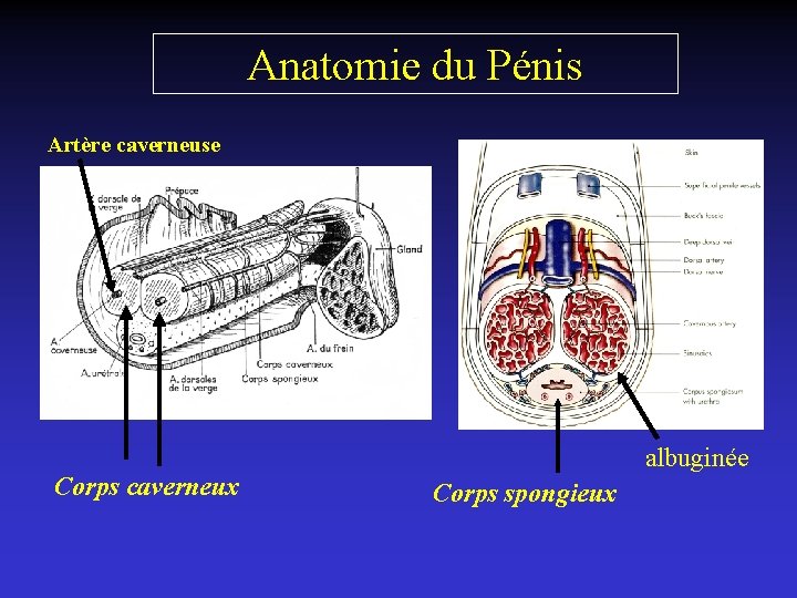 Anatomie du Pénis Artère caverneuse Corps caverneux albuginée Corps spongieux 
