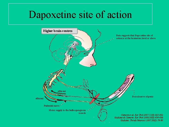 Dapoxetine site of action Higher brain centres Data suggests that Dapoxetine site of action