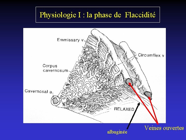 Physiologie I : la phase de Flaccidité albuginée Veines ouvertes 