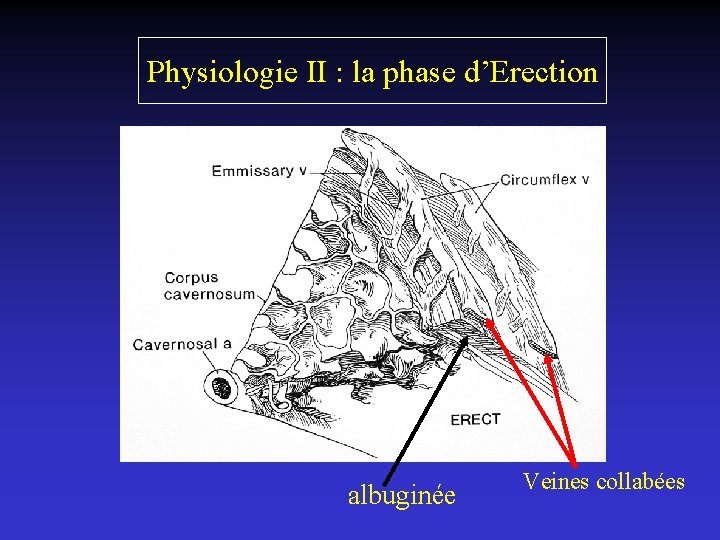 Physiologie II : la phase d’Erection albuginée Veines collabées 