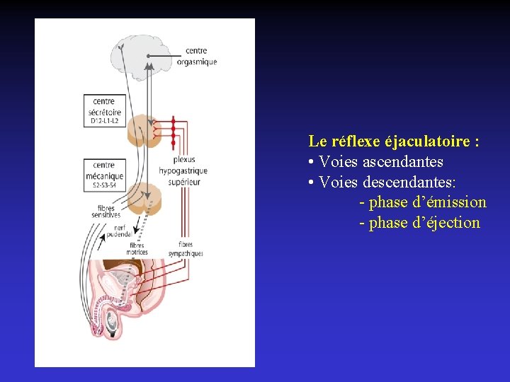 Le réflexe éjaculatoire : • Voies ascendantes • Voies descendantes: - phase d’émission -