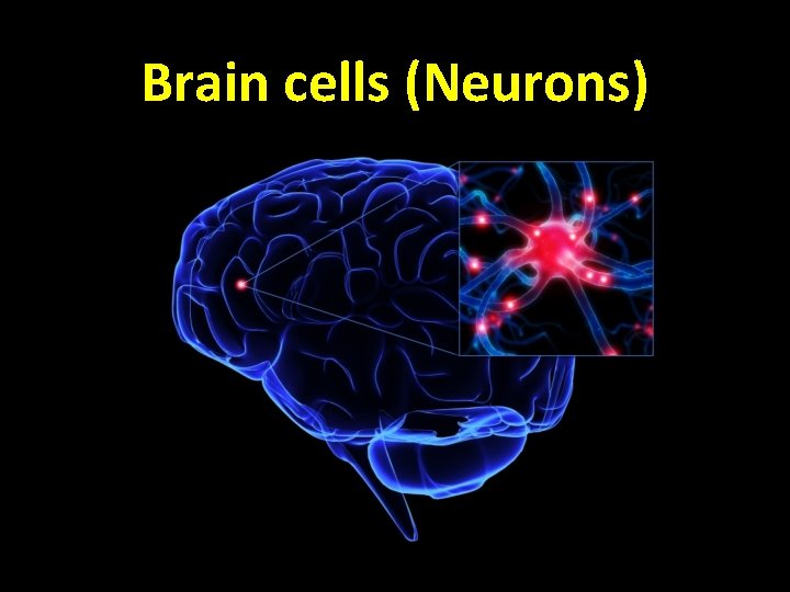 Brain cells (Neurons) 