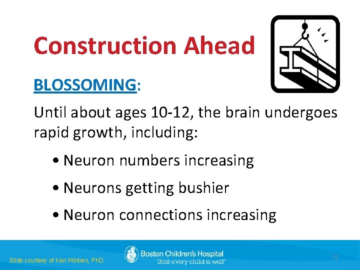 Construction Ahead BLOSSOMING: Until about ages 10 -12, the brain undergoes rapid growth, including: