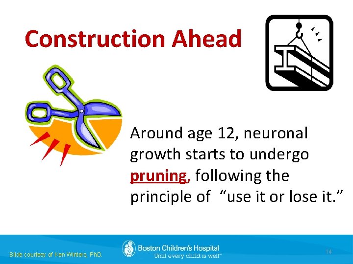 Construction Ahead Around age 12, neuronal growth starts to undergo pruning, following the principle