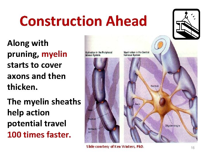 Construction Ahead Along with pruning, myelin starts to cover axons and then thicken. The