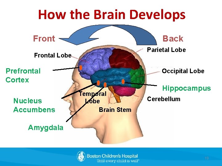 How the Brain Develops Front Back Parietal Lobe Frontal Lobe Prefrontal Cortex Nucleus Accumbens