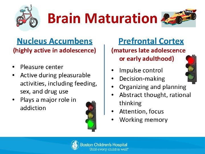 Brain Maturation Nucleus Accumbens (highly active in adolescence) • Pleasure center • Active during