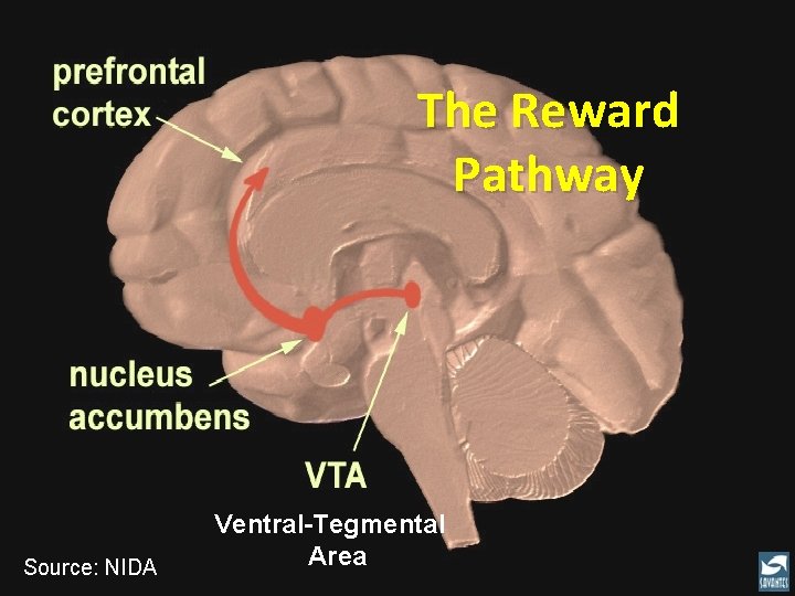 The Reward Pathway Source: NIDA Ventral-Tegmental Area 