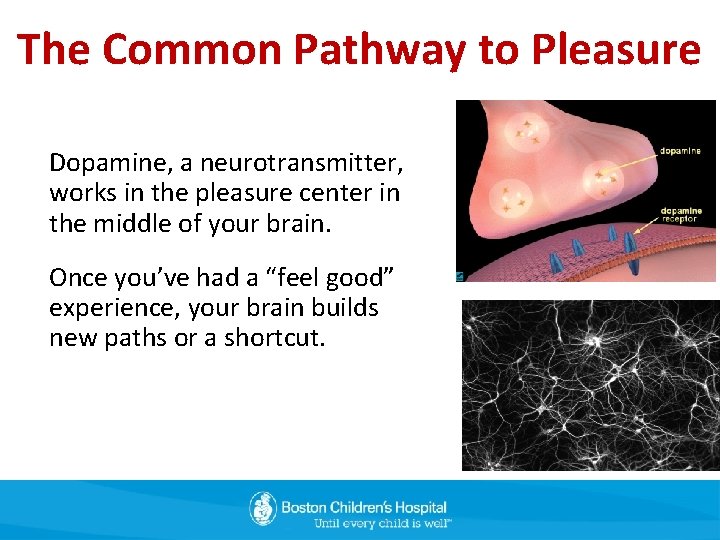 The Common Pathway to Pleasure Dopamine, a neurotransmitter, works in the pleasure center in