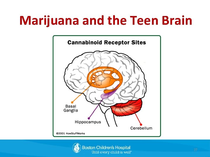 Marijuana and the Teen Brain 27 