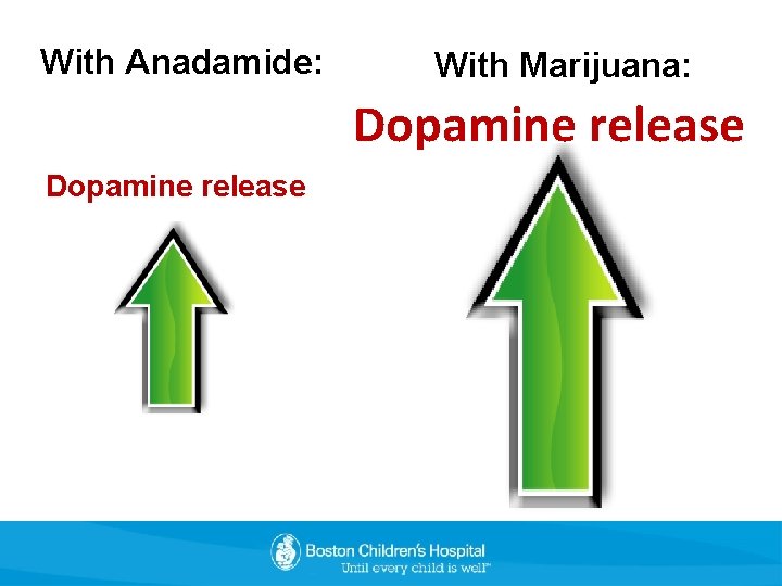 With Anadamide: With Marijuana: Dopamine release 