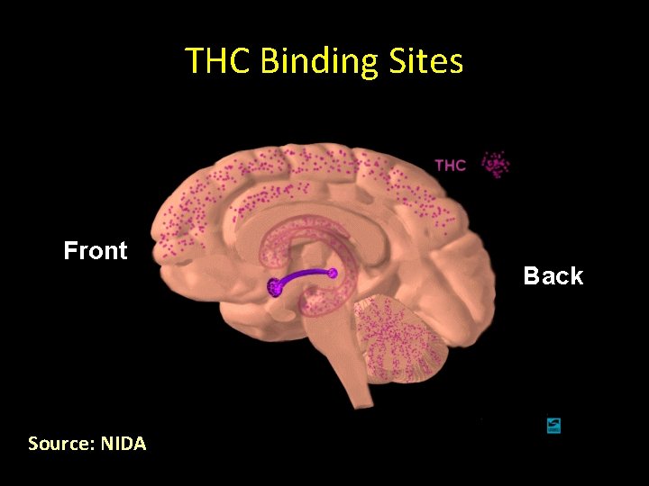 THC Binding Sites Front Source: NIDA Back 34 