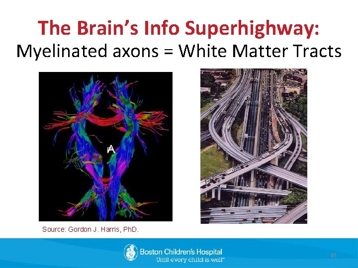 The Brain’s Info Superhighway: Myelinated axons = White Matter Tracts Source: Gordon J. Harris,