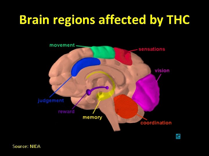 Brain regions affected by THC Source: NIDA 