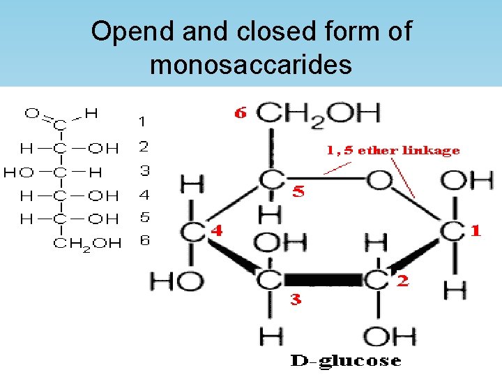 Opend and closed form of monosaccarides 