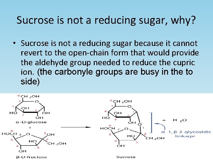 Sucrose is not a reducing sugar, why? • Sucrose is not a reducing sugar