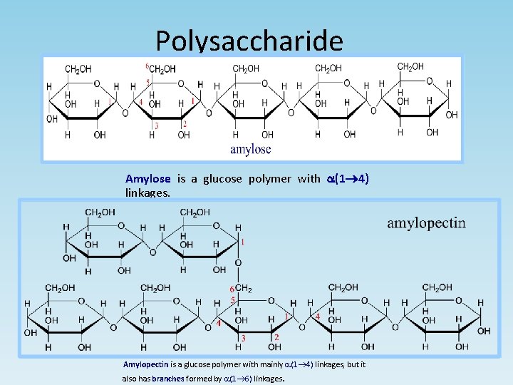 Polysaccharide Amylose is a glucose polymer with a(1 4) linkages. Amylopectin is a glucose