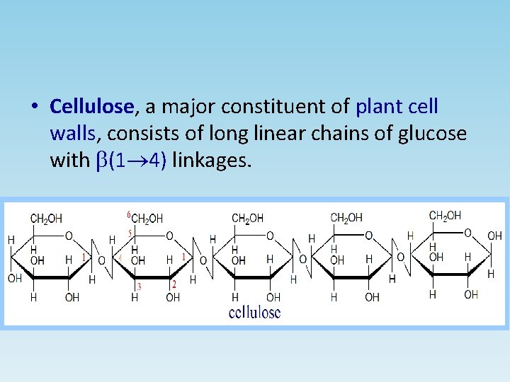 • Cellulose, a major constituent of plant cell walls, consists of long linear