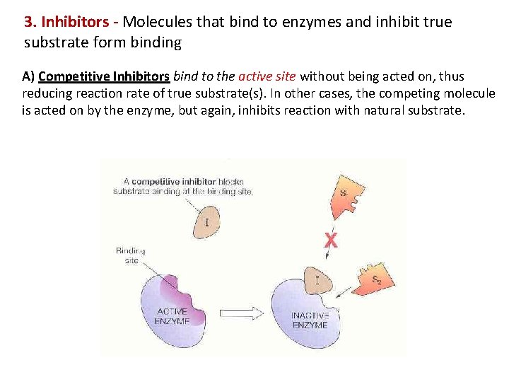 3. Inhibitors - Molecules that bind to enzymes and inhibit true substrate form binding
