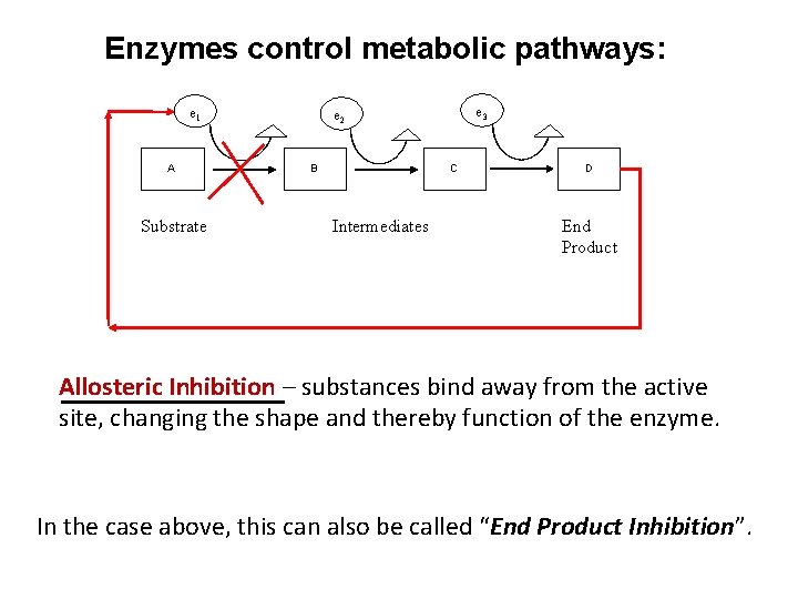 Enzymes control metabolic pathways: e 1 A Substrate e 3 e 2 B C