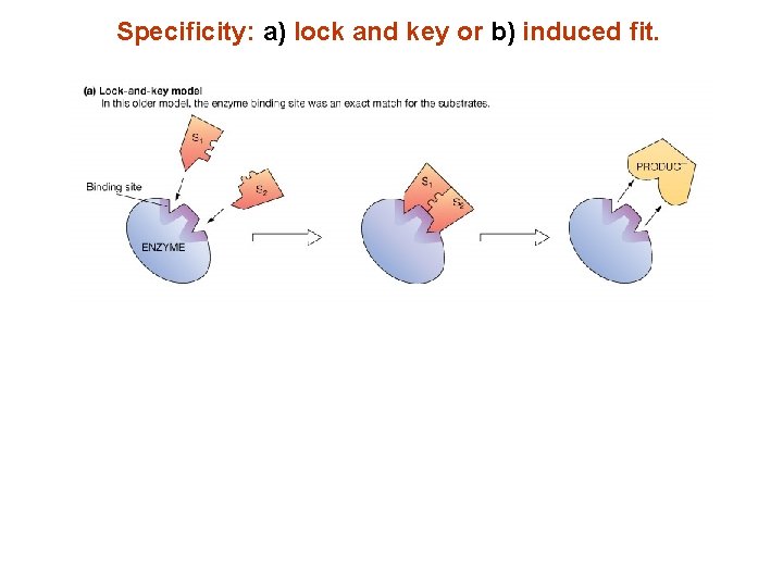 Specificity: a) lock and key or b) induced fit. 
