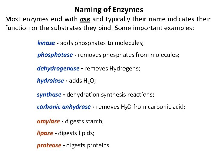 Enzymes are Proteins that act as Biological Catalyst