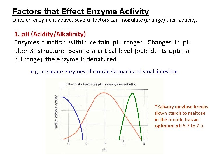 Factors that Effect Enzyme Activity Once an enzyme is active, several factors can modulate