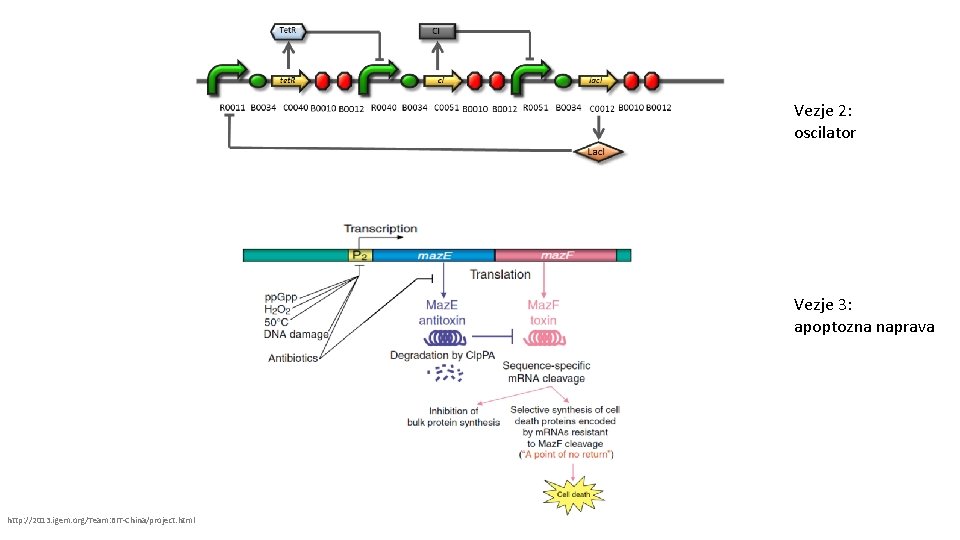 Vezje 2: oscilator Vezje 3: apoptozna naprava http: //2013. igem. org/Team: BIT-China/project. html 