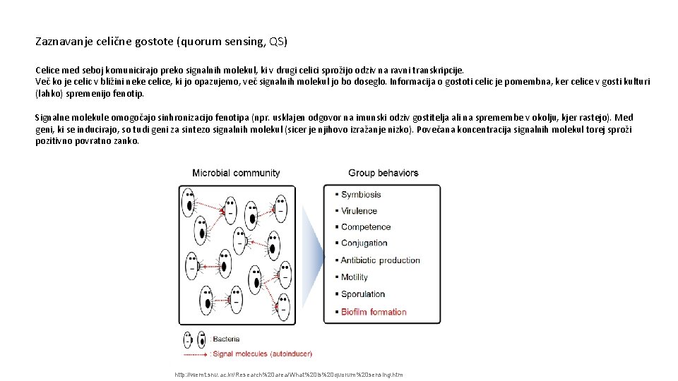 Zaznavanje celične gostote (quorum sensing, QS) Celice med seboj komunicirajo preko signalnih molekul, ki