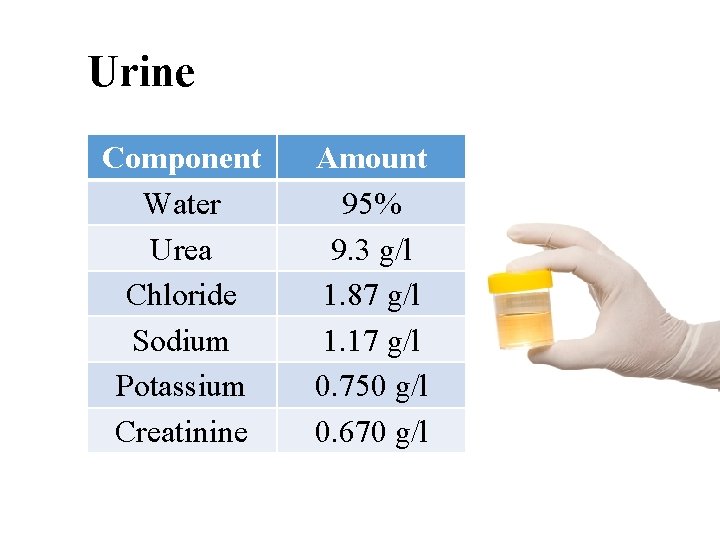 Urine Component Water Urea Chloride Sodium Potassium Creatinine Amount 95% 9. 3 g/l 1.