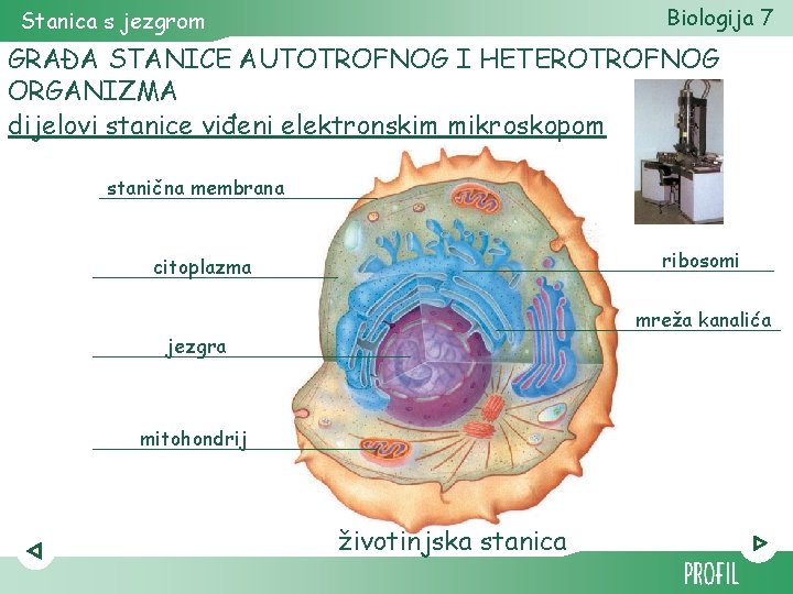 Biologija 7 Stanica s jezgrom GRAĐA STANICE AUTOTROFNOG I HETEROTROFNOG ORGANIZMA dijelovi stanice viđeni