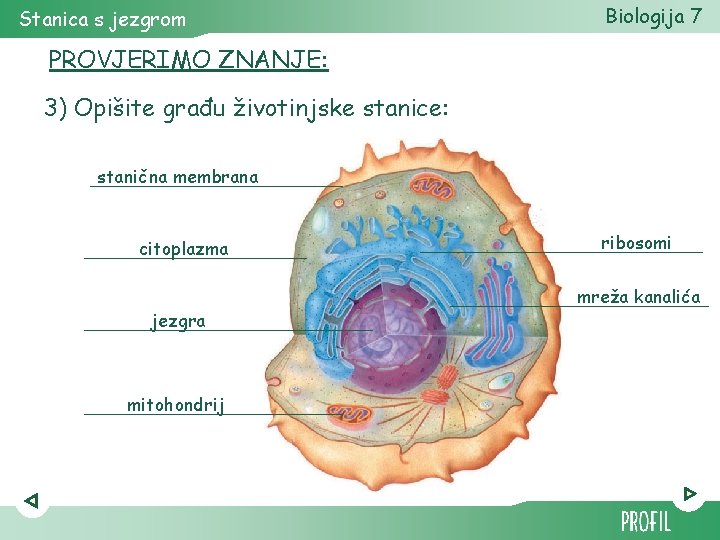 Stanica s jezgrom Biologija 7 PROVJERIMO ZNANJE: 3) Opišite građu životinjske stanice: stanična membrana