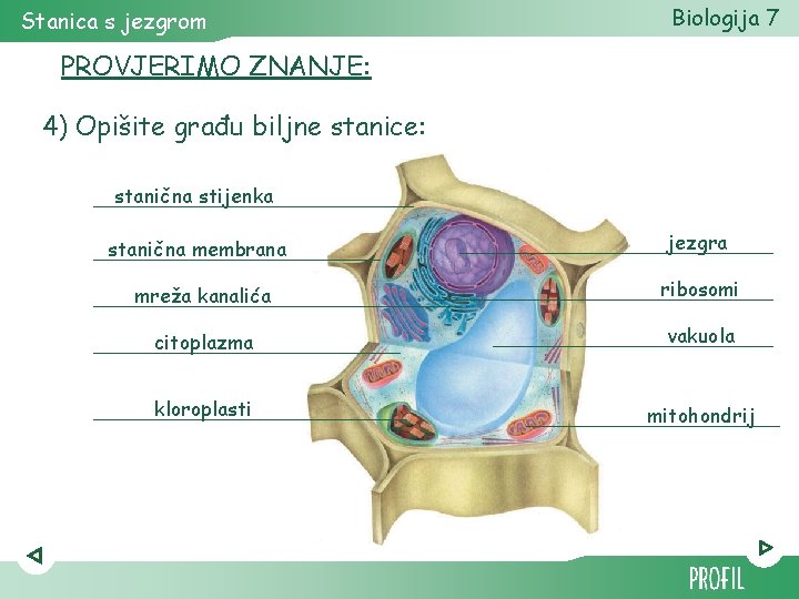 Stanica s jezgrom Biologija 7 PROVJERIMO ZNANJE: 4) Opišite građu biljne stanice: stanična stijenka