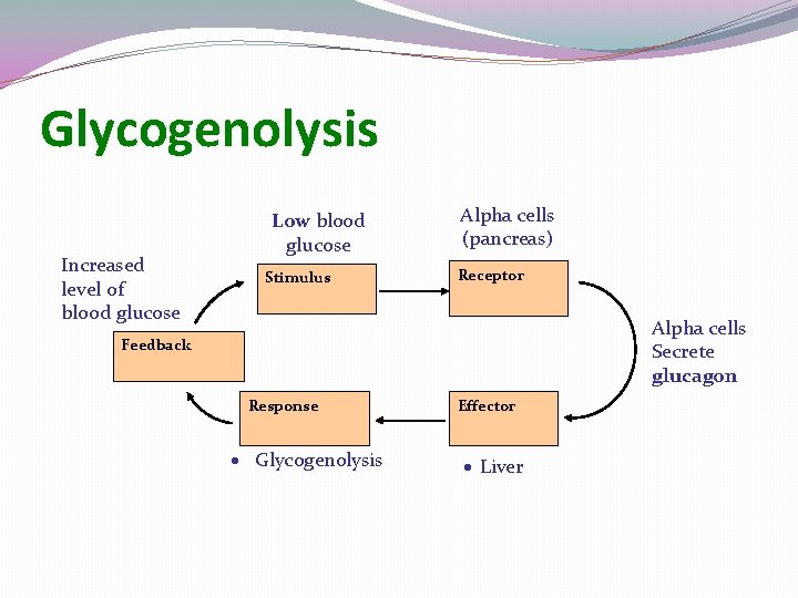 Glycogenolysis Increased level of blood glucose Low blood glucose Stimulus Alpha cells (pancreas) Receptor