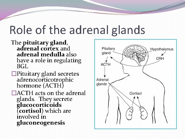 Role of the adrenal glands The pituitary gland, adrenal cortex and adrenal medulla also