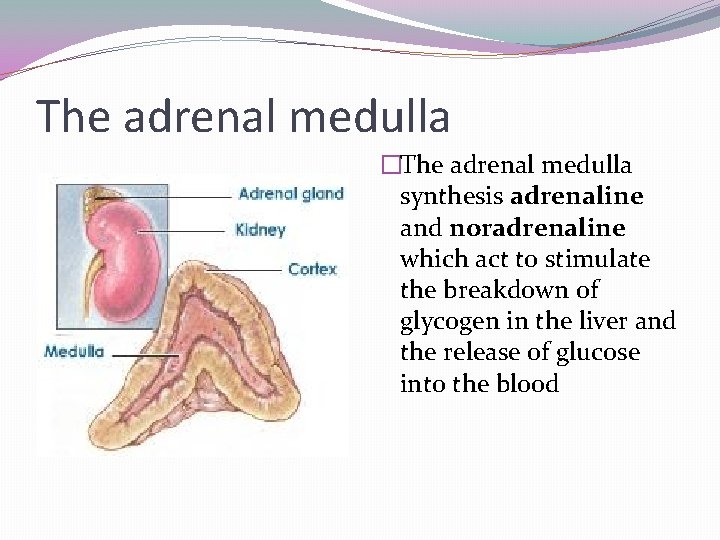 The adrenal medulla �The adrenal medulla synthesis adrenaline and noradrenaline which act to stimulate