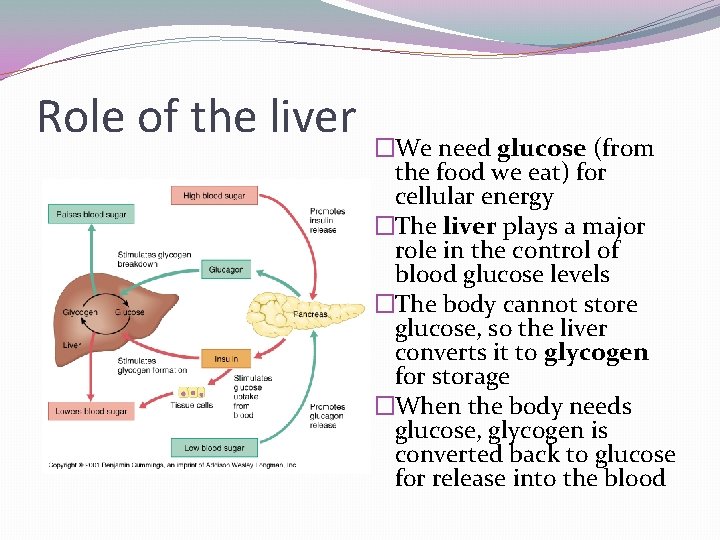Role of the liver �We need glucose (from the food we eat) for cellular