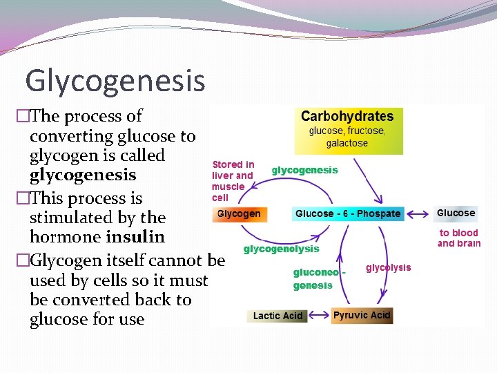 Glycogenesis �The process of converting glucose to glycogen is called glycogenesis �This process is