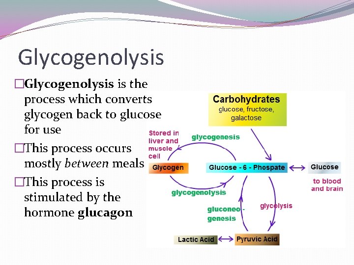 Glycogenolysis �Glycogenolysis is the process which converts glycogen back to glucose for use �This